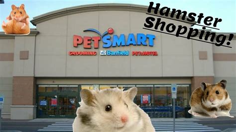 hamster stuff at petsmart|hamsters for adoption at petsmart.